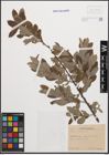 Foto von Salix cinerea L.